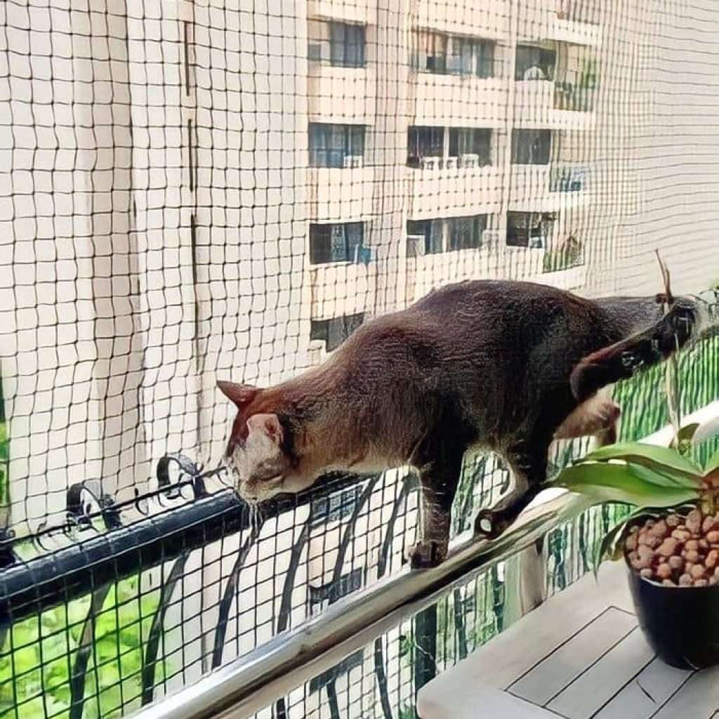"cat safety nets installed in balcony" "pets safety nets" "safety nets for pets" "animals safety nets installed in a balcony"